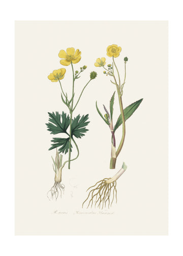 Lesser Spearwort (ranunculus Flammula) Medical Botany | Poster - Passepartout