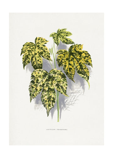 Abutilon Thompsoni Leaf Illustration | Poster - Passepartout