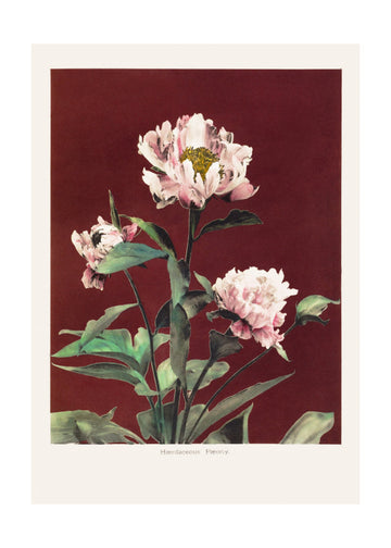 Hærdaceous Peony no2 | Poster - Passepartout
