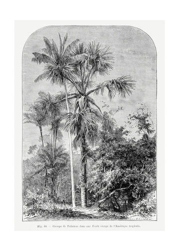 Vintage Palm Tree Drawing Iv | Poster - Passepartout