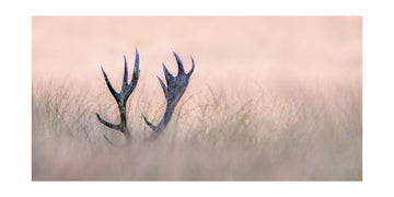Ethereal Deer Antlers | Poster - Passepartout