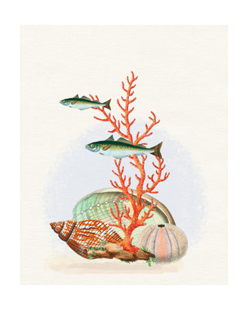 Marine Life Collection | Poster - Passepartout