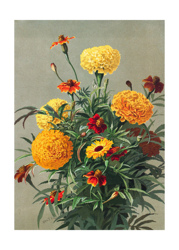 Marigolds | Poster - Passepartout