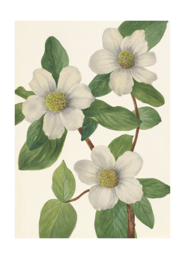 Pacific Dogwood | Poster - Passepartout