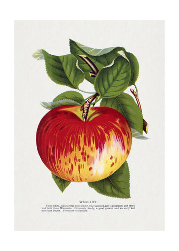 Wealthy Apple Lithograph | Poster - Passepartout