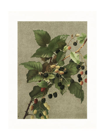 Blackberries | Poster - Passepartout