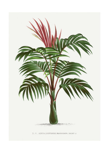 Kentiopsis | Poster - Passepartout