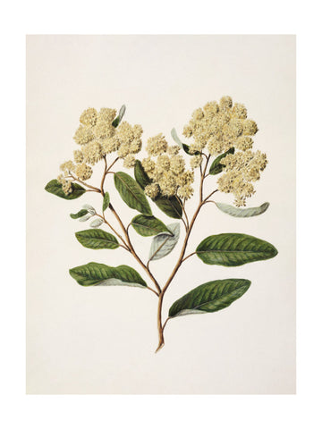 Kumarahou Drawn By Sarah Featon (1848–1927 | Poster - Passepartout