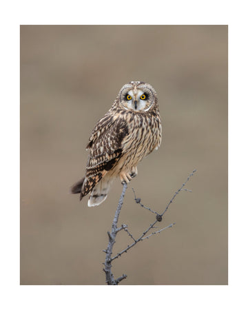 Watchful Short-eared Owl | Poster - Passepartout