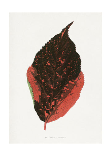 Acalypha Tricolor Leaf Illustration | Poster - Passepartout