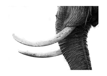 Wild Elephant Close Up | Poster - Passepartout