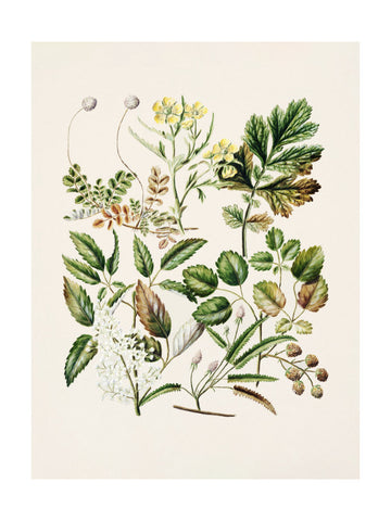 Rubens Australis By Sarah Featon | Poster - Passepartout