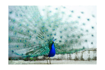 Vibrant Peacock Display | Poster - Passepartout