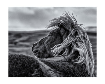 Wild Horse Mane | Poster - Passepartout