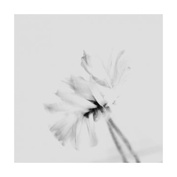 Ethereal White Flower | Poster - Passepartout