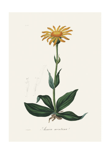 Mountain Arnica (arnica Montana) Medical Botany | Poster - Passepartout
