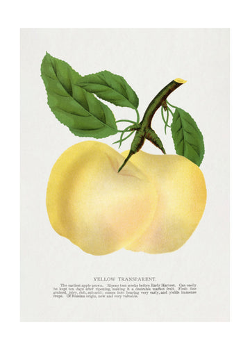 Yellow Transparent Apple Lithograph | Poster - Passepartout