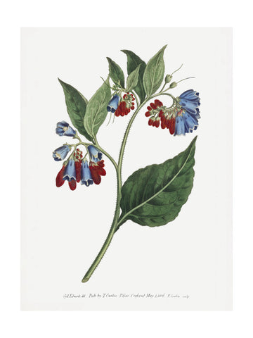 Symphyum Asperrim 1806   Flower Garden Displayed By Francis Sansom | Poster - Passepartout