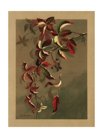 Autumn Leaves With Black Berries | Poster - Passepartout