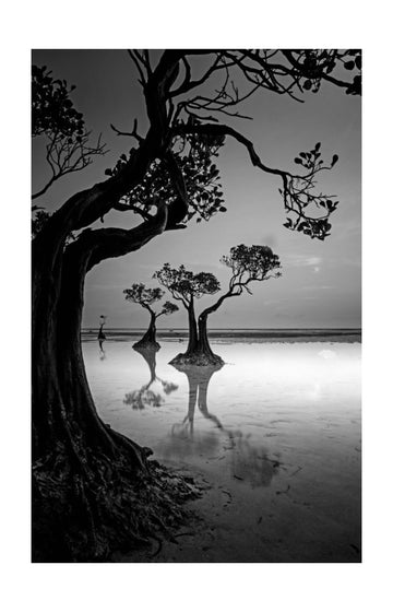 Moody Mangrove Landscape | Poster - Passepartout