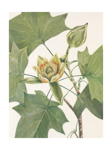 Tulip Tree From North American Wildflowers (1925) By Mary Vaux Walcott. | Poster - Passepartout