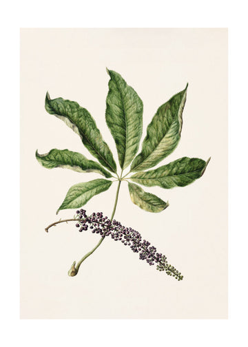 Antique Plant Drawn By Sarah Featon (1848–1927) | Poster - Passepartout