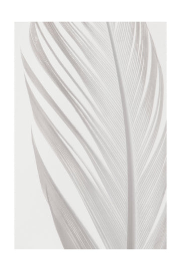 Delicate White Feather | Poster - Passepartout