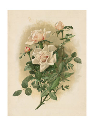 Duchesse De Vallombrosa Roses | Poster - Passepartout