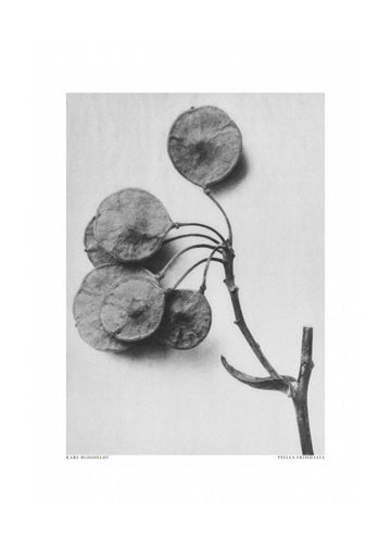 Ptelea Trifoliata | Poster - Passepartout