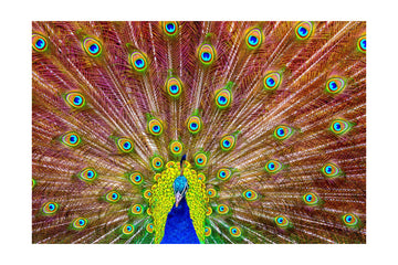 Iridescent Peacock Feathers | Poster - Passepartout