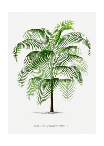 Xi Cocos Weddeliana | Poster - Passepartout