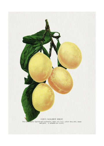 Coe's Golden Drop Plum Lithograph | Poster - Passepartout