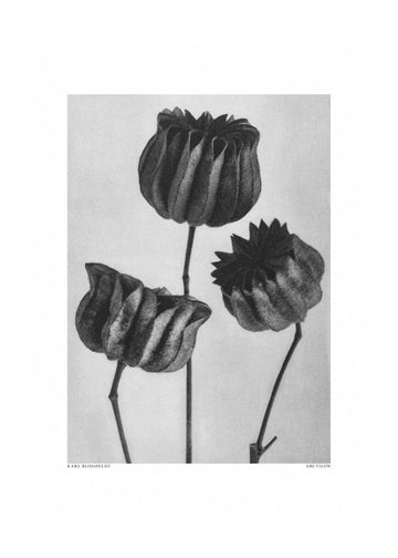Abutilon (Lime Mallow | Poster - Passepartout