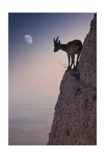 Mountain Goat Moonrise | Poster - Passepartout