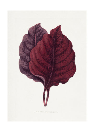 Pink Amarantus Leaf Illustration | Poster - Passepartout