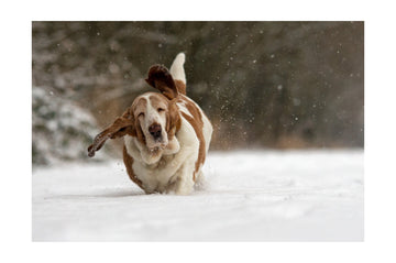 Joyful Basset Hound Snow Run | Poster - Passepartout