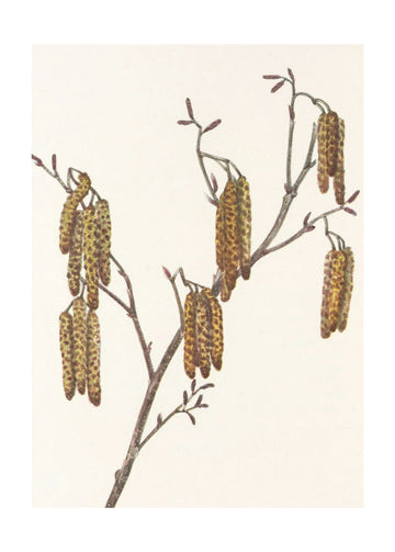 Hazel Alder (alnus Regosa) From North American Wildflowers (1925) By Mary Vaux Walcott. | Poster - Passepartout