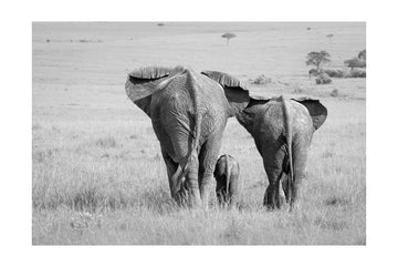 African Elephant Family | Poster - Passepartout