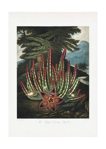 The Maggot–Bearing Stapelia from The Temple of Flora (1807) | Poster - Passepartout
