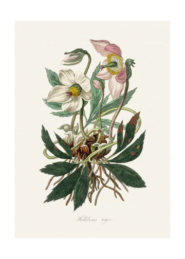 Christmas Rose (helleborus Niger)  Medical Botany | Poster - Passepartout