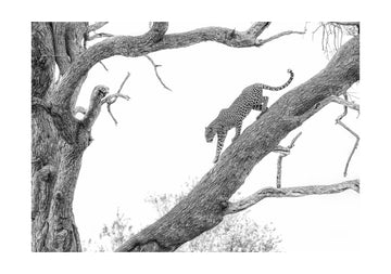Tree Climbing Leopard | Poster - Passepartout