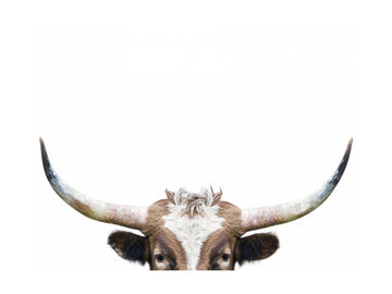 Peeking Longhorn Cow | Poster - Passepartout