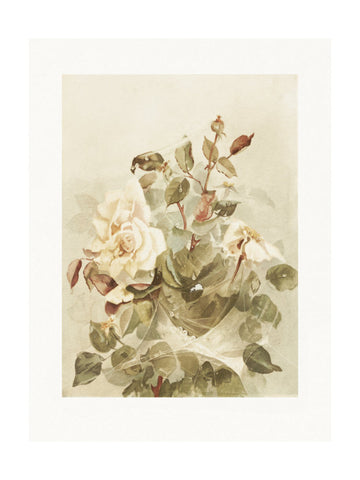 Pink Roses Seen Through Early Morning Dew | Poster - Passepartout