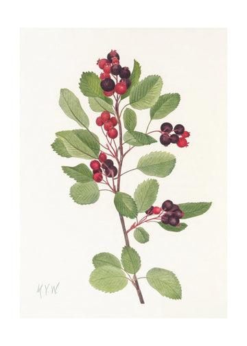 Saskatoon From North American Wildflowers (1925) By Mary Vaux Walcott | Poster - Passepartout