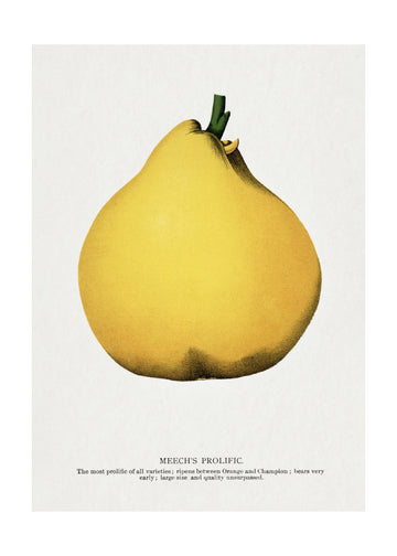 Meech's Prolific Pear Lithograph | Poster - Passepartout