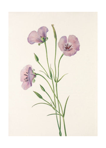 Lilac Mariposa From North American Wildflowers (1925) By Mary Vaux Walcott | Poster - Passepartout