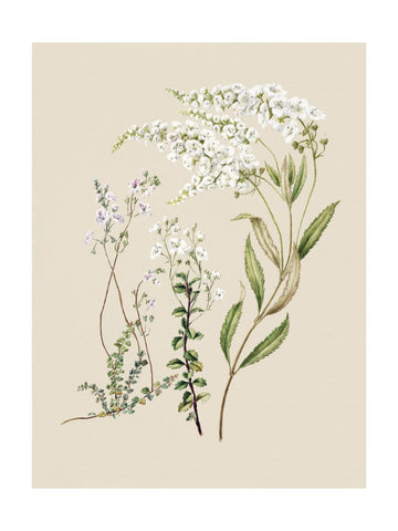 Veronica Drawn By Sarah Featon (1848–1927) | Poster - Passepartout