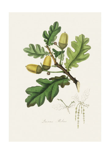 English Oak (quercus) Medical Botany | Poster - Passepartout