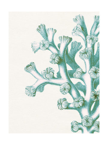 Serene Teal Coral | Poster - Passepartout