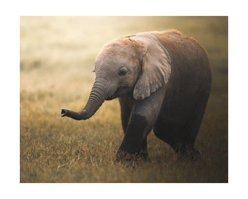 Walking Elephant Calf | Poster - Passepartout